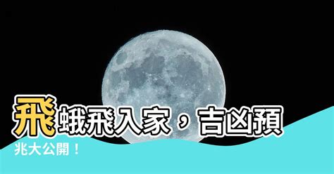 飛蛾在門口|【飛蛾停在家門口】小心！飛蛾飛停家門口，風水專家警告：恐暗。